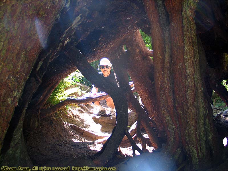 Hoh Rain Forest