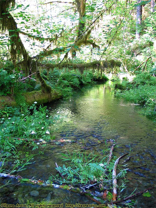 Hoh Rain Forest