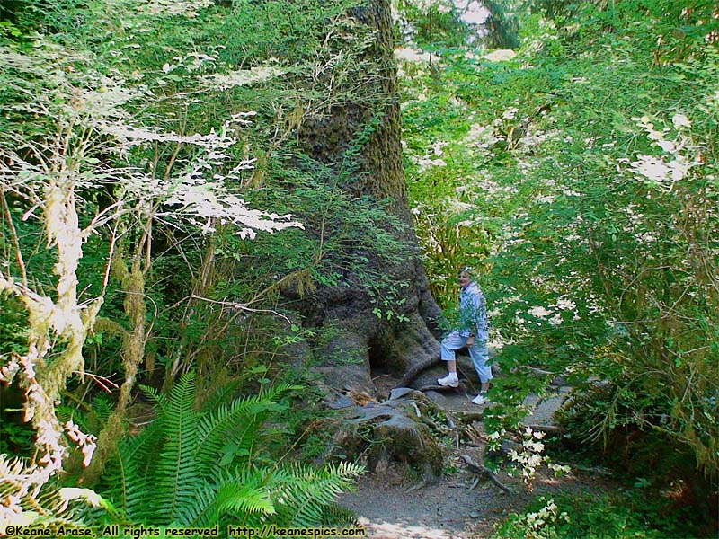 Hoh Rain Forest