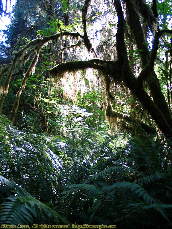 Hoh Rain Forest