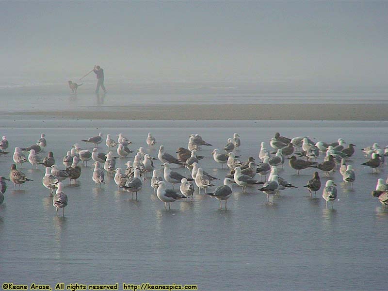 Kalaloch