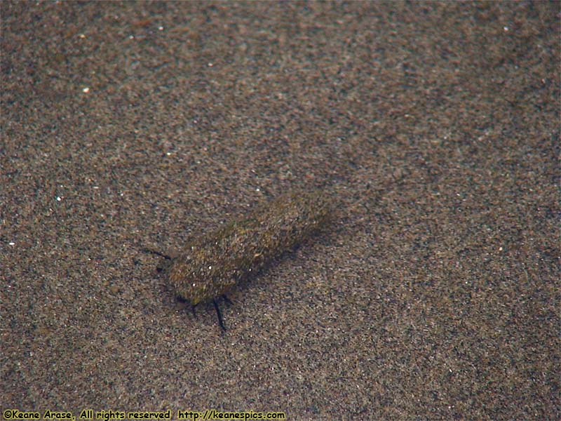 Kalaloch