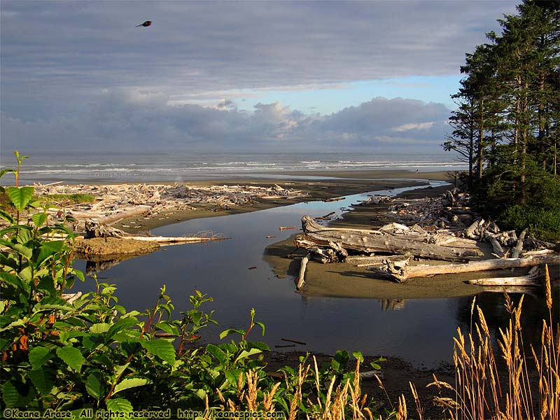 Kalaloch Creek