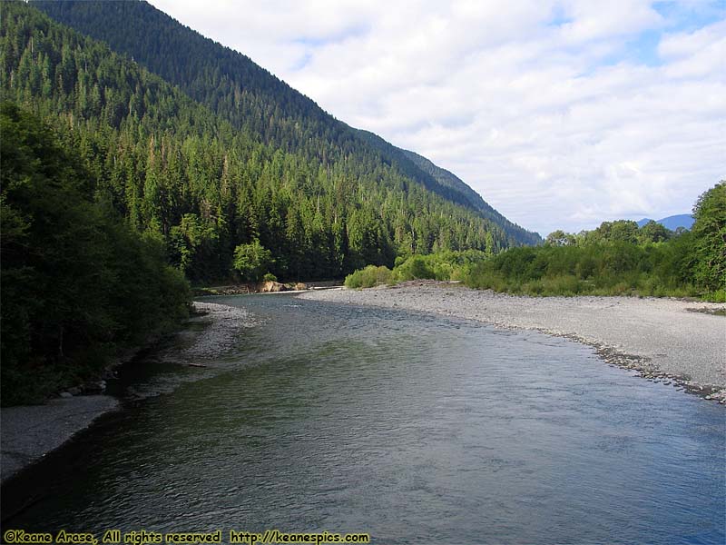 Quinault Rain Forest