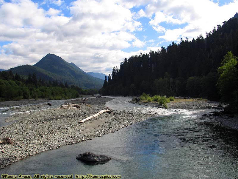 Quinault Rain Forest