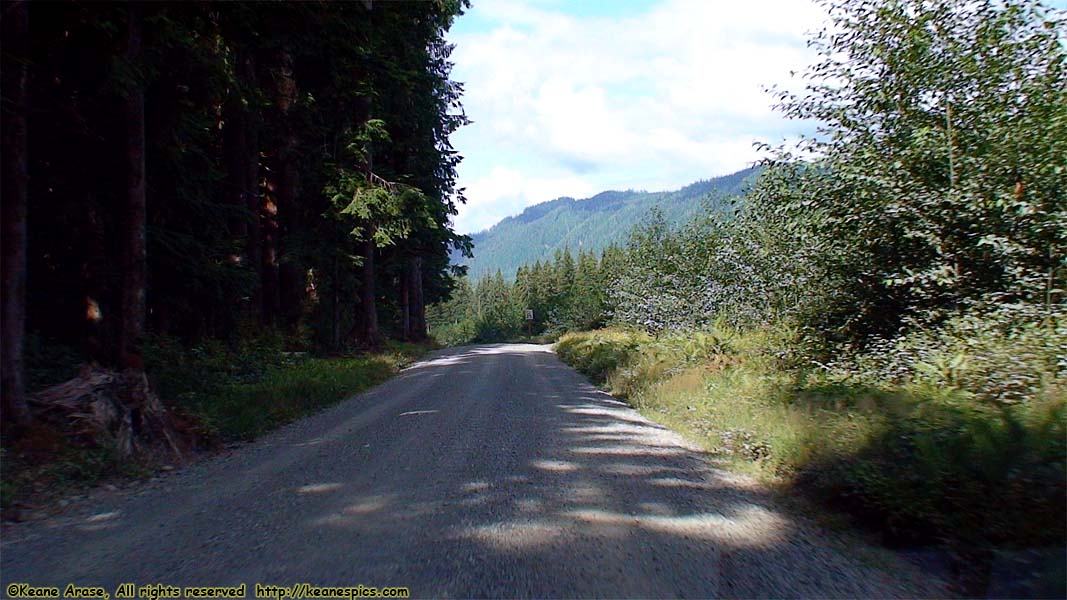 Quinault Rain Forest