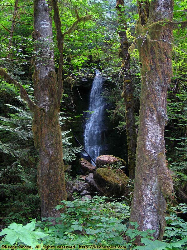 Quinault Rain Forest