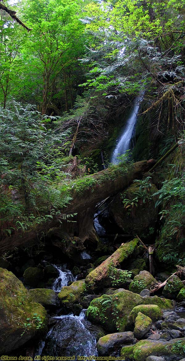 Quinault Rain Forest