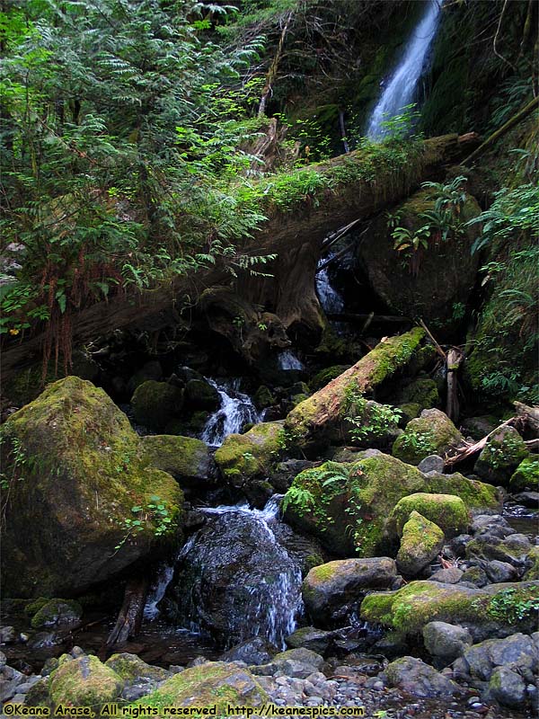 Quinault Rain Forest