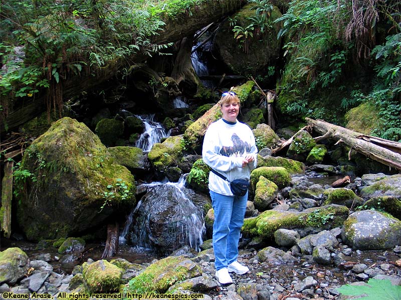 Quinault Rain Forest