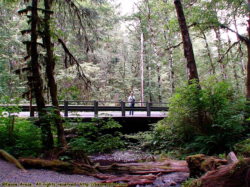 Quinault Rain Forest