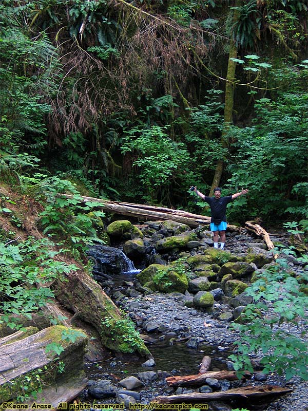 Quinault Rain Forest