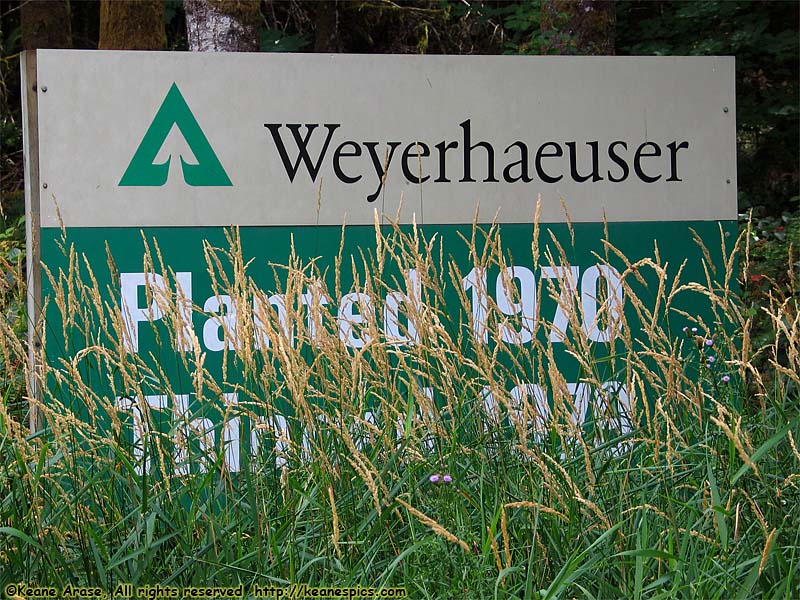 Weyerhaeuser Sign