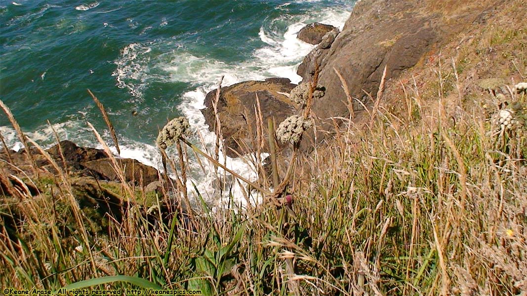 Looking South (toward the Columbia River)