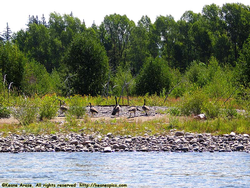 Snake River Float Trip