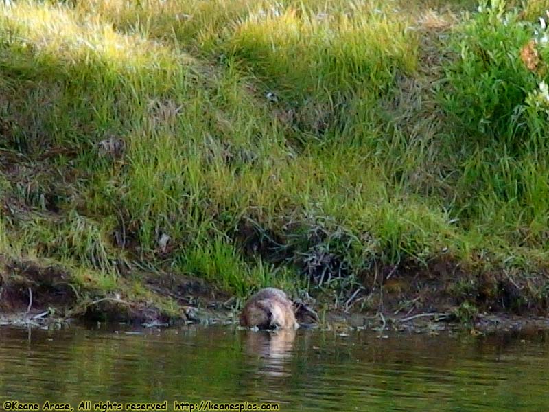 Oxbow Bend Turnout