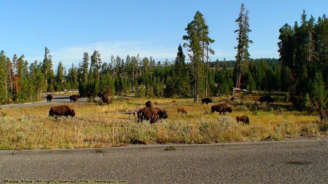 Grand Canyon of the Yellowstone