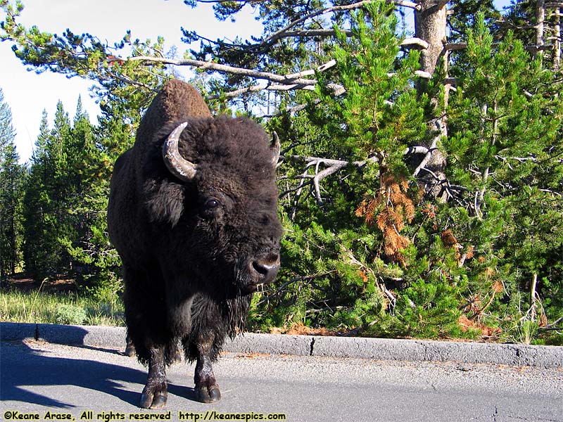 Grand Canyon of the Yellowstone