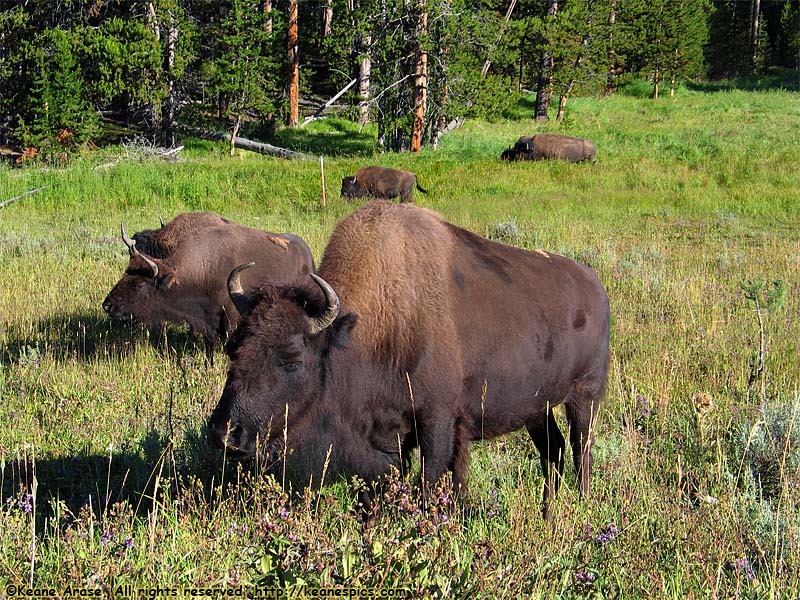 Grand Canyon of the Yellowstone