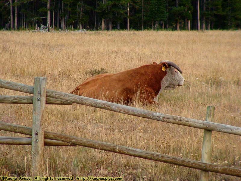 Cow