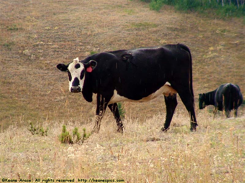 Cow