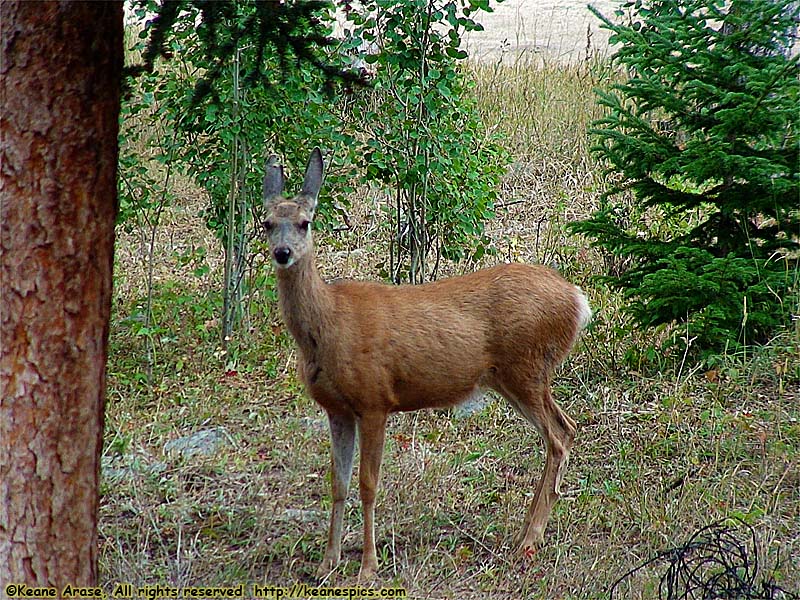 Deer