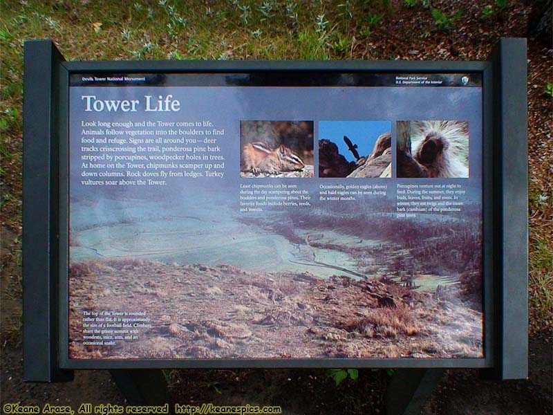 Tower Life sign