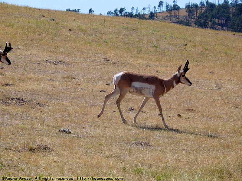 Pronghorn Antelope