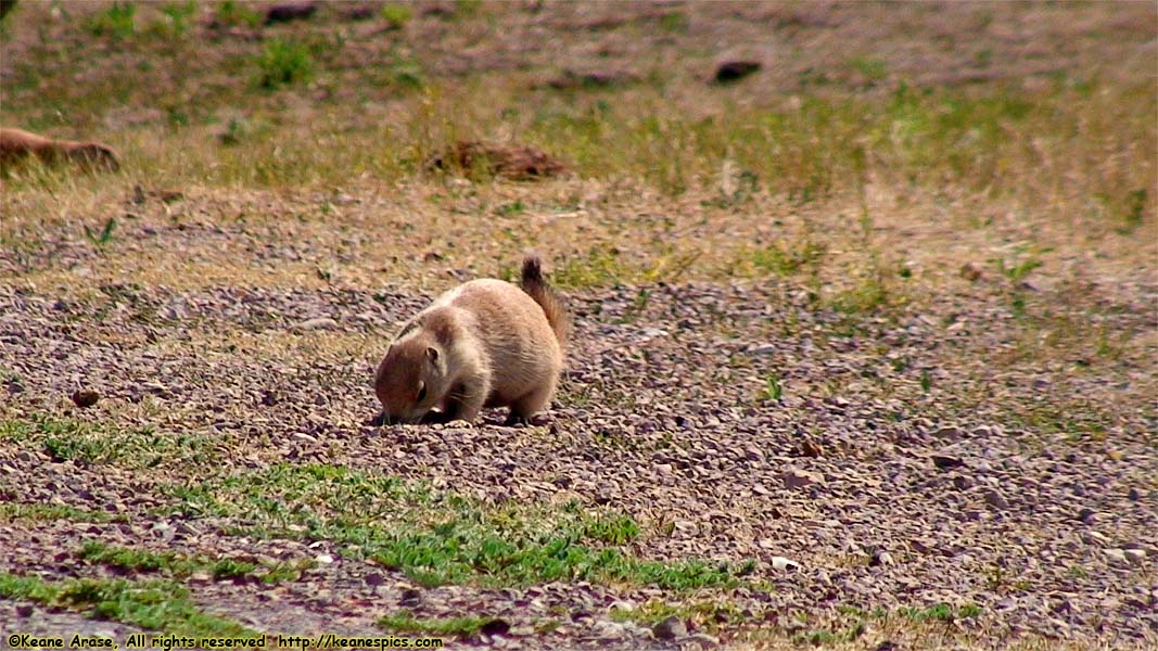 Prairie Dogs