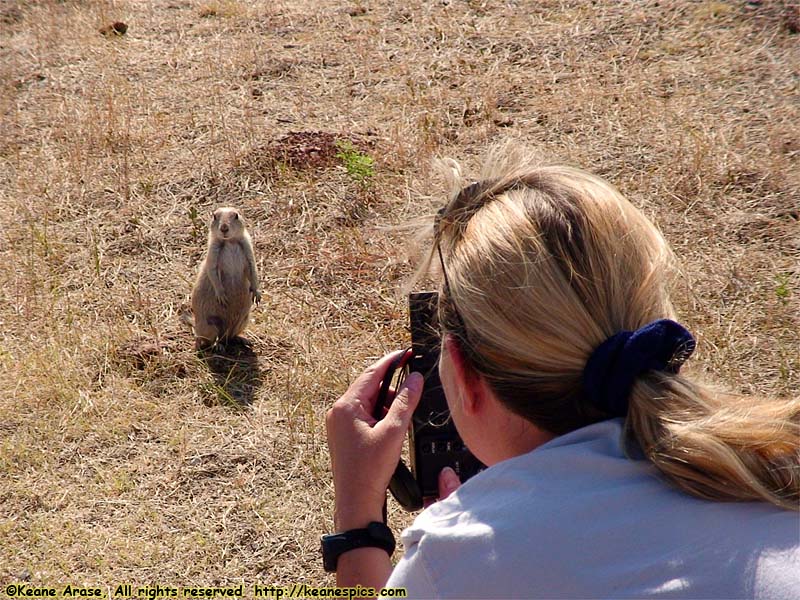 Prairie Dogs