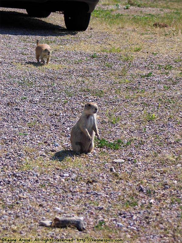 Prairie Dogs