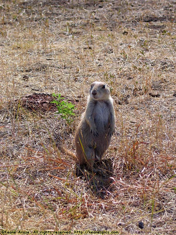 Prairie Dogs