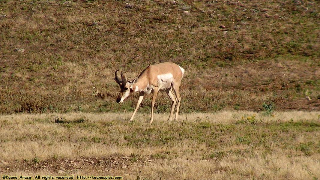 Pronghorn Antelope