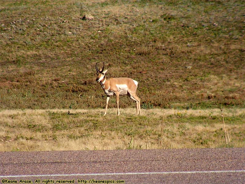 Pronghorn Antelope