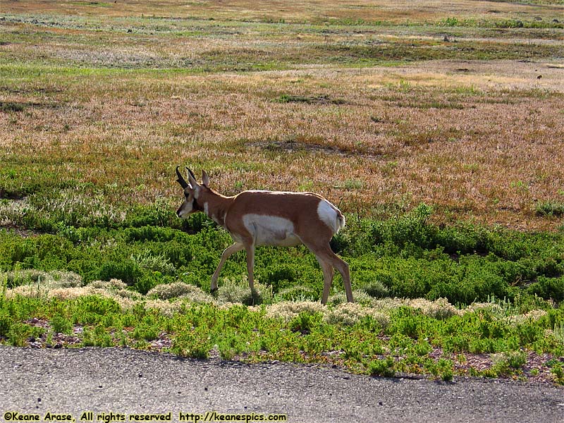 Pronghorn Antelope