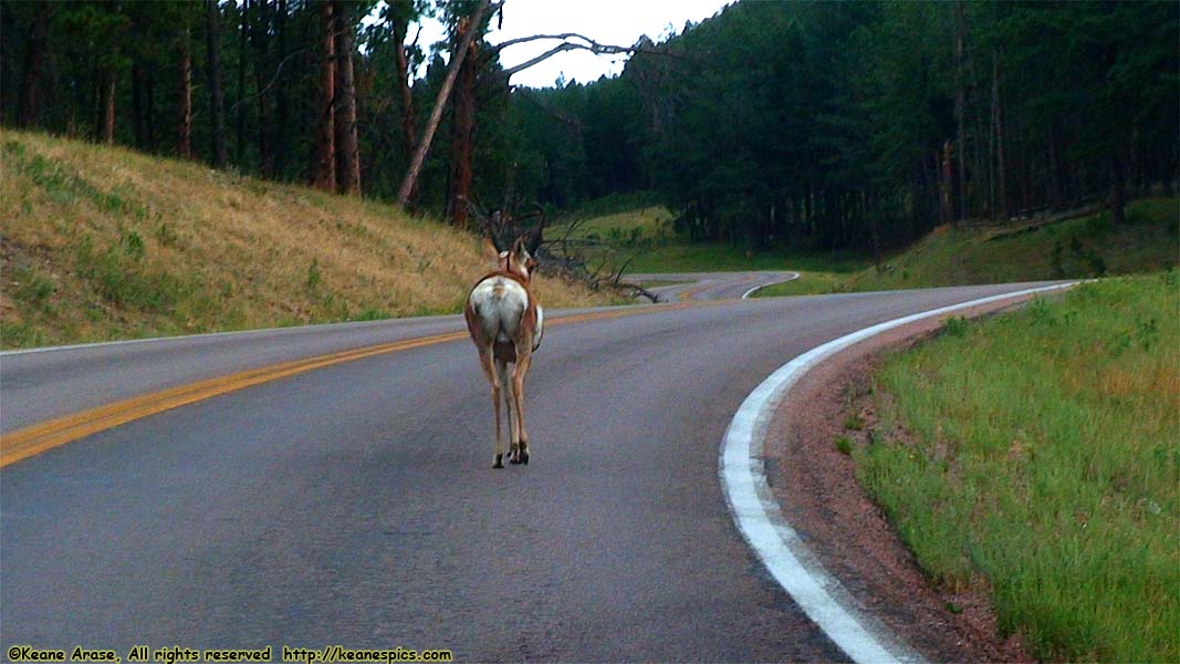 Pronghorn Antelope