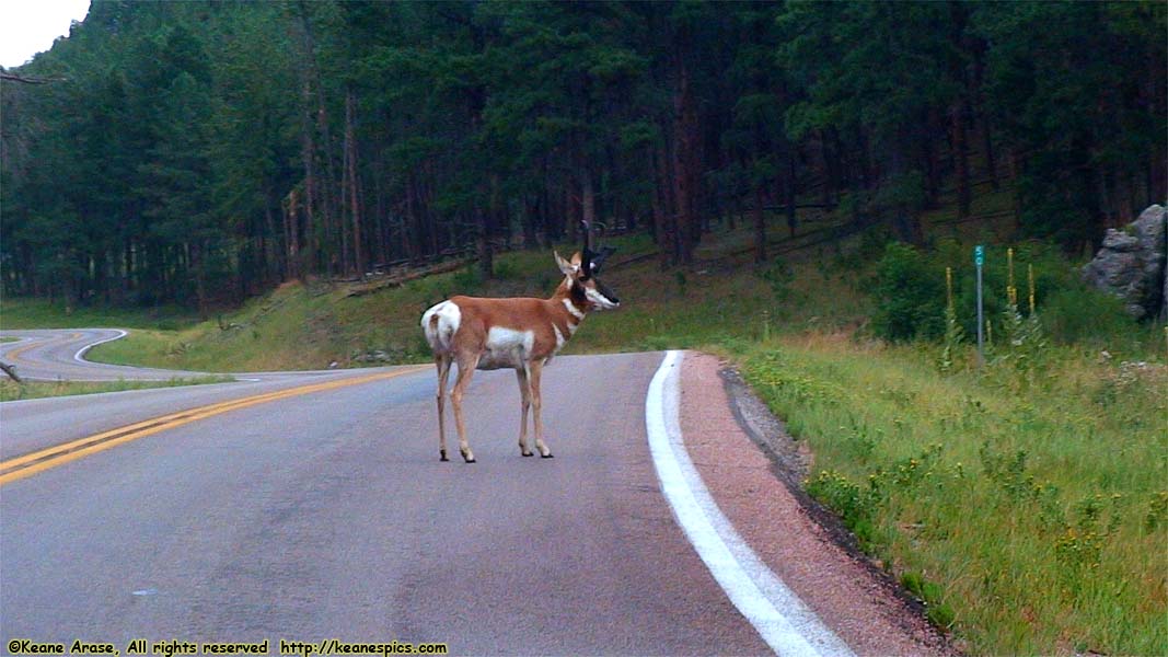 Pronghorn Antelope