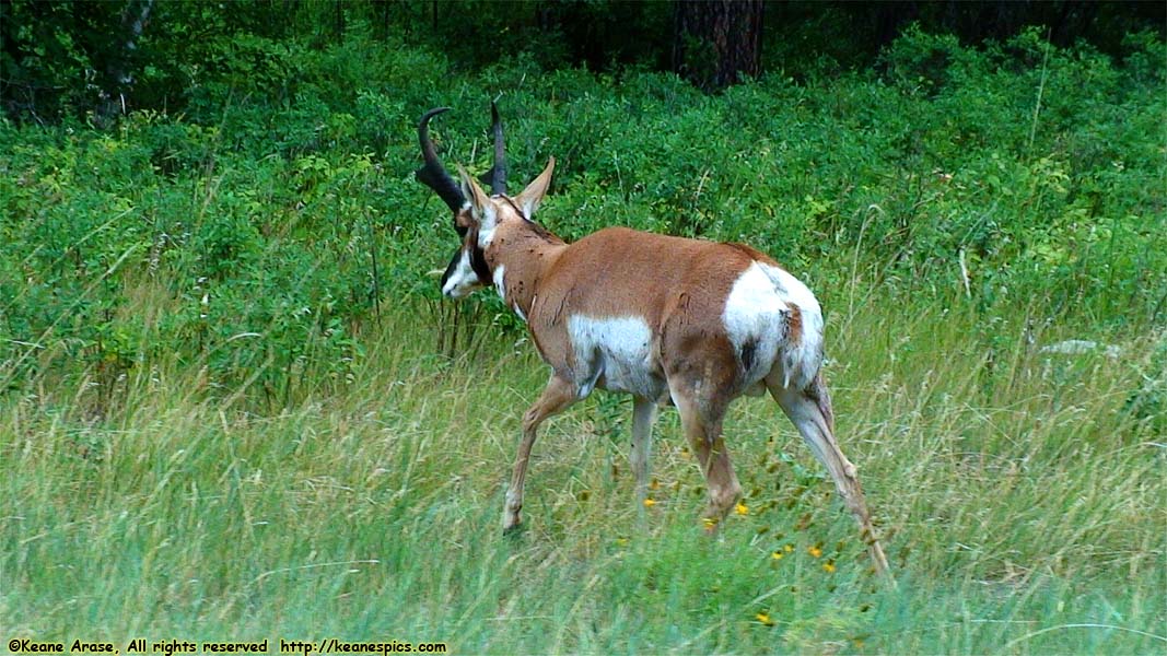 Pronghorn Antelope