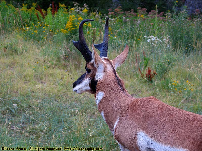 Pronghorn Antelope