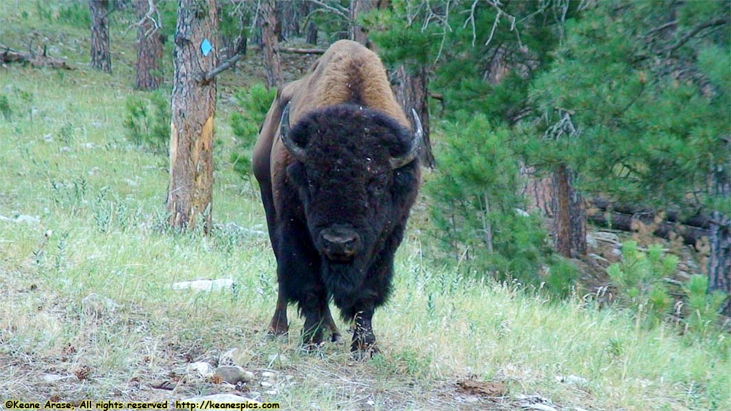 Bison