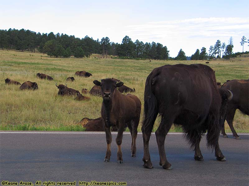 Bison