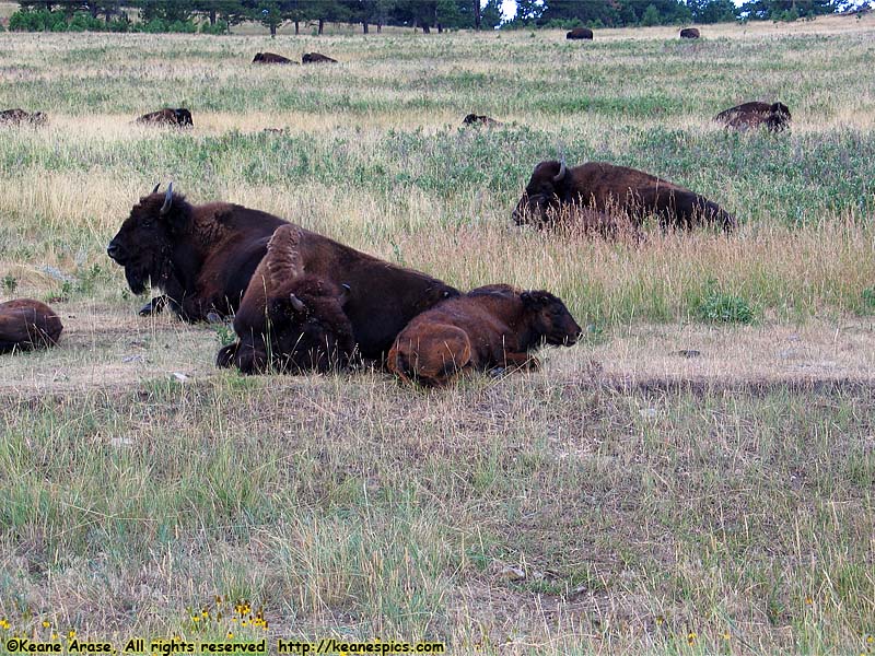 Bison