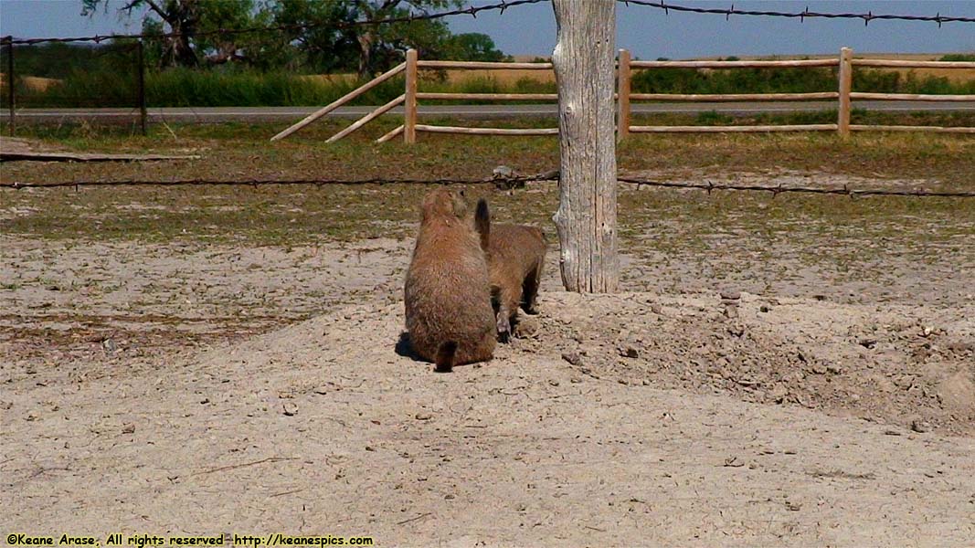 Prairie Dogs