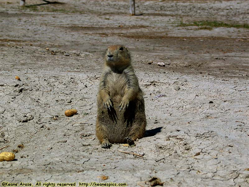 Prairie Dogs