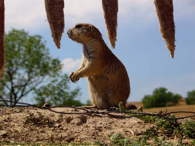 Prairie Dogs