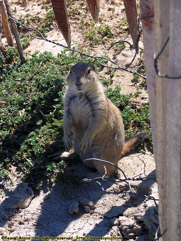 Prairie Dogs