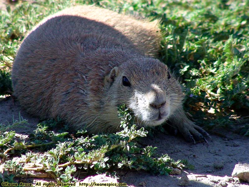 Prairie Dogs