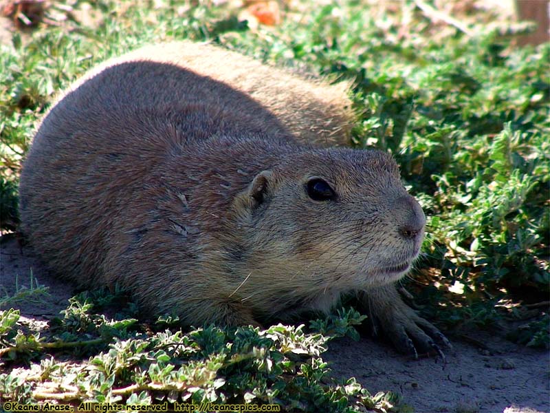 Prairie Dogs