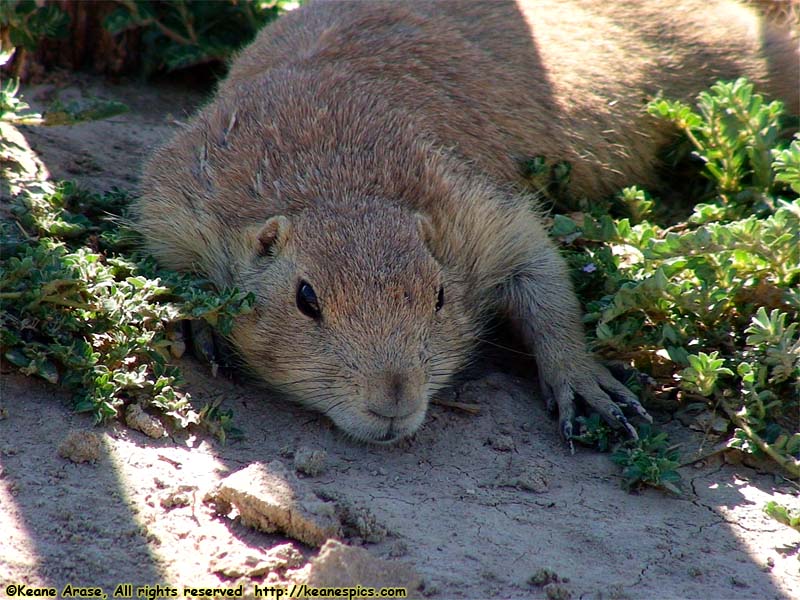 Prairie Dogs