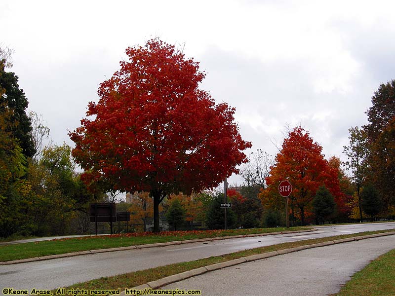 Fall Trees